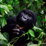 Private Tours - Come see the exciting Uganda Gorillas