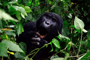 Private Tours - Come see the exciting Uganda Gorillas